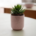 Pink Dot Ceramic Planter
