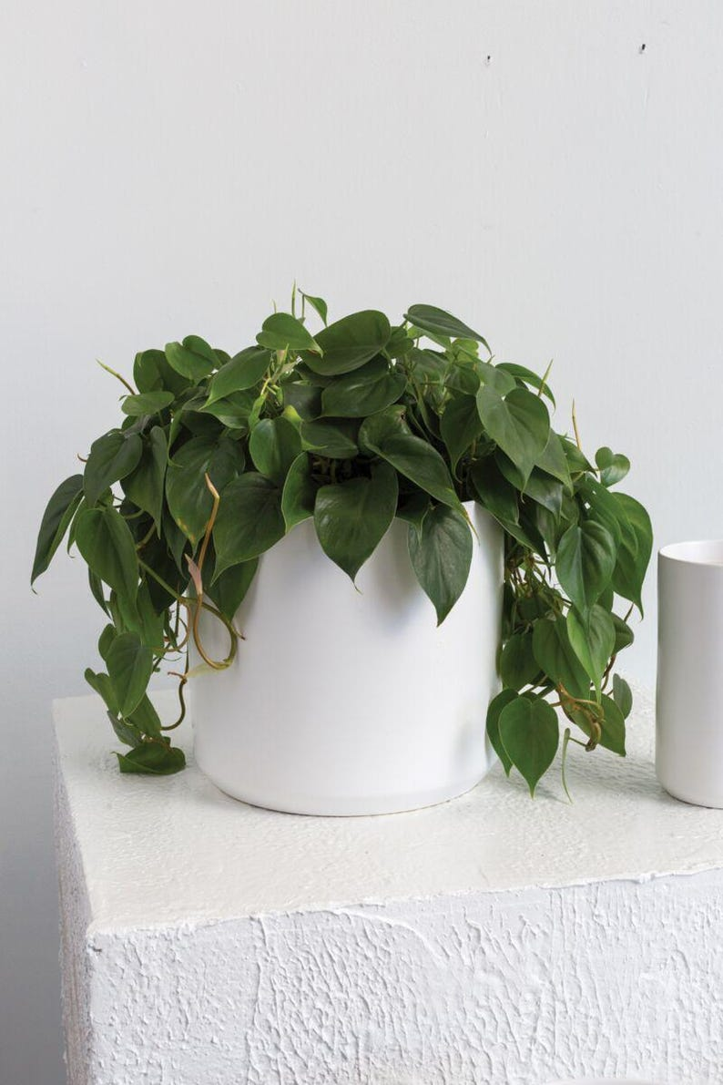 White Ceramic Planter