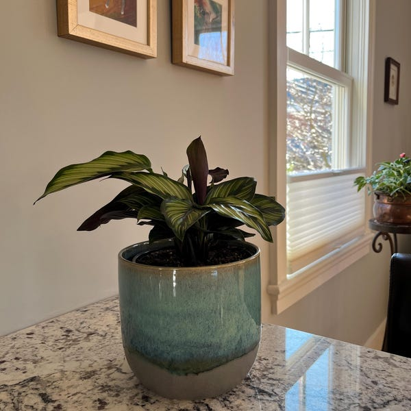 Blue & Green Ceramic Planter